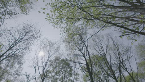 Niedrigwinkelaufnahme-Von-Bäumen-In-Einem-Wald-In-Zeitlupe,-Die-Sich-Drehen-Und-An-Einem-Sonnigen-Tag-Mit-Einem-Blauen-Himmel-In-Die-Sonne-Blicken