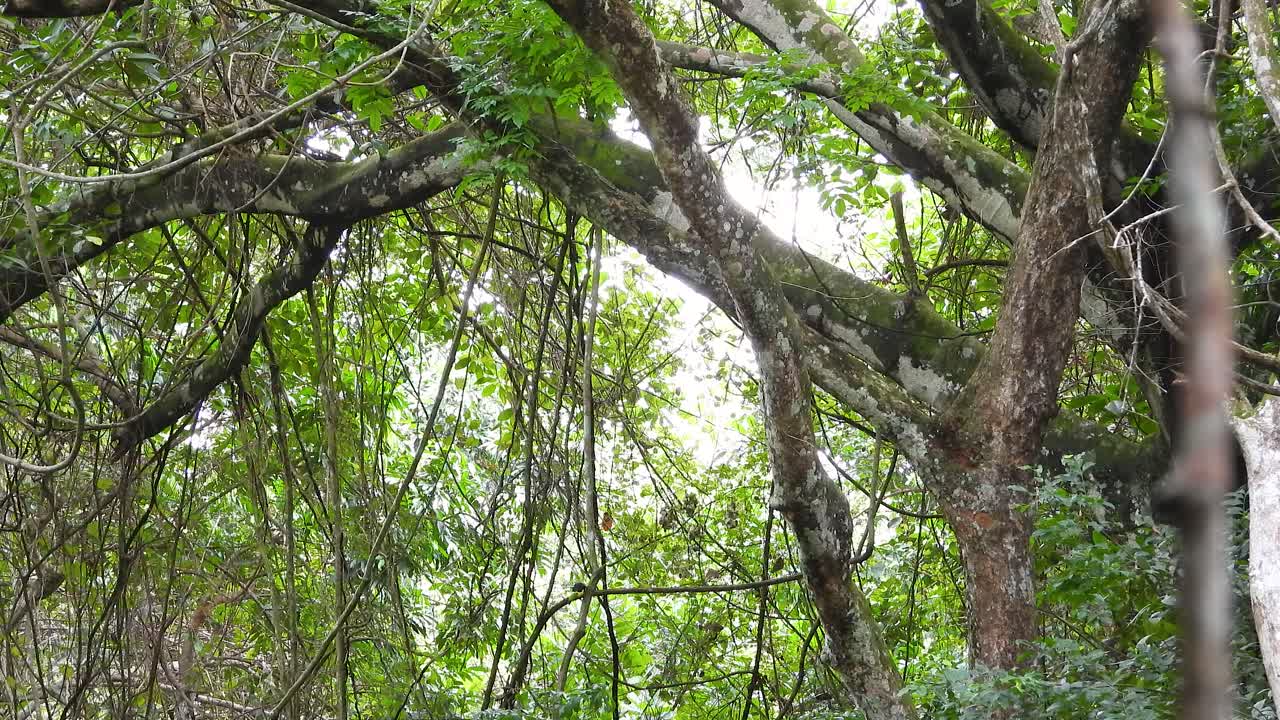Birds In Montane Forest Of Santa Marta In Magdalena, Colombia