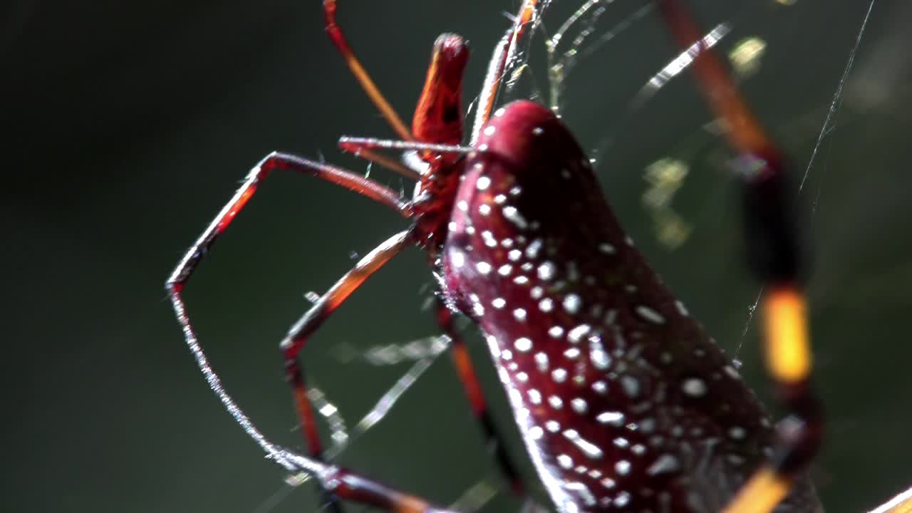 i's young과 함께 큰 황금색 거미줄을 닫습니다