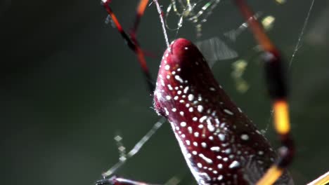 Close up of a large golden web spider with i's young