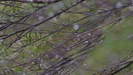 pull focus from leaves to leaves in the woods in a rainy day