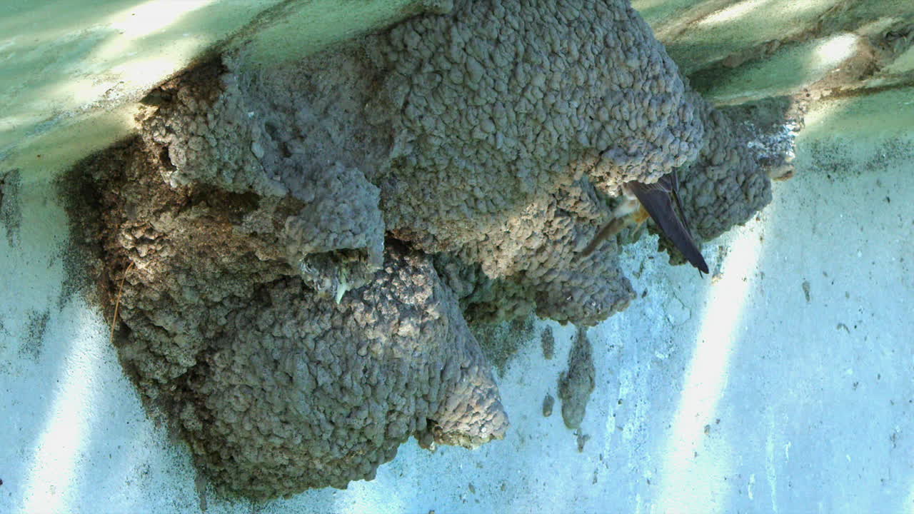 물의 파동은 진 둥지 식민지에 반사됩니다. 절벽의 달이가 집으로 날아갈 때요.