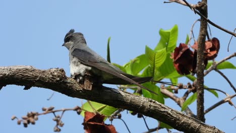 Crestado-Treewift-Pájaro-En-Nido---Huevos