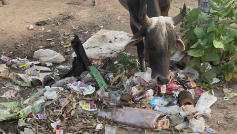 closeup of cow eating paper from the pile of garbage in india