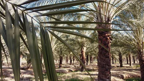 date palm plantation deglet nour in the region of biskra algeria