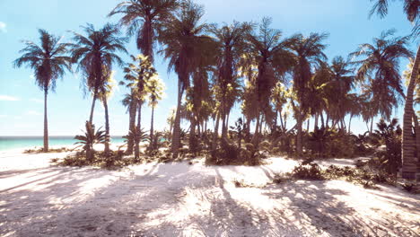 View-of-nice-tropical-beach-with-palms-around