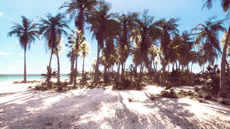 view of nice tropical beach with palms around