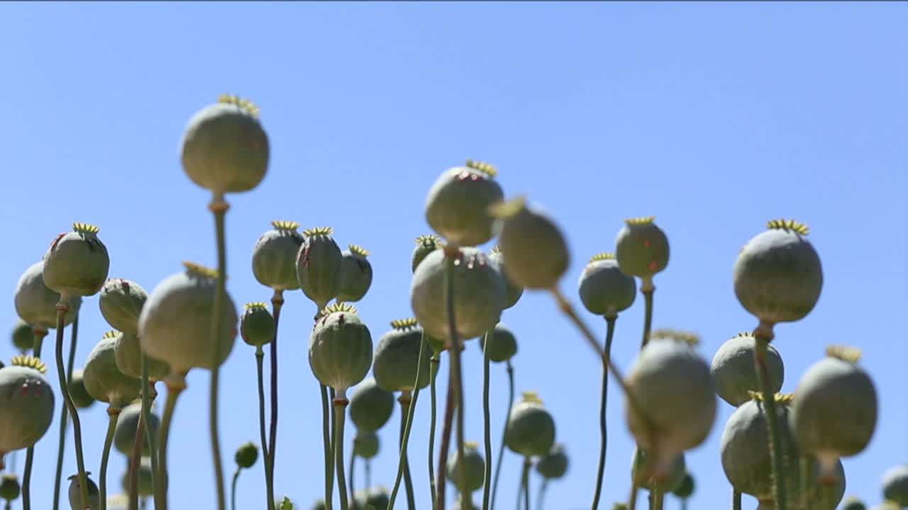 하늘을 향한 아편 양귀비 꽃의 낮은 각도