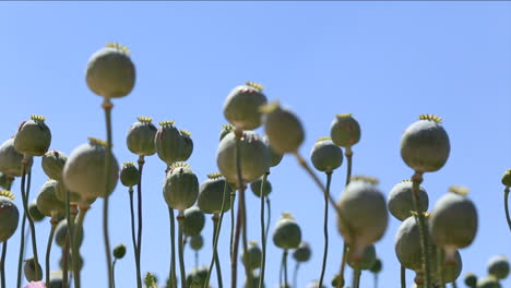 Ángulo-Bajo-De-Flores-De-Adormidera-Contra-El-Cielo