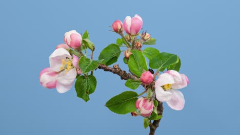 Macro time lapse apple tree flowers blooming on blue background