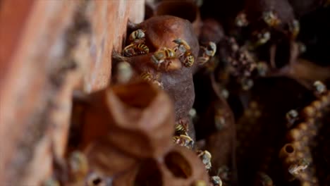 un primerísimo plano de un panal y abejas.
