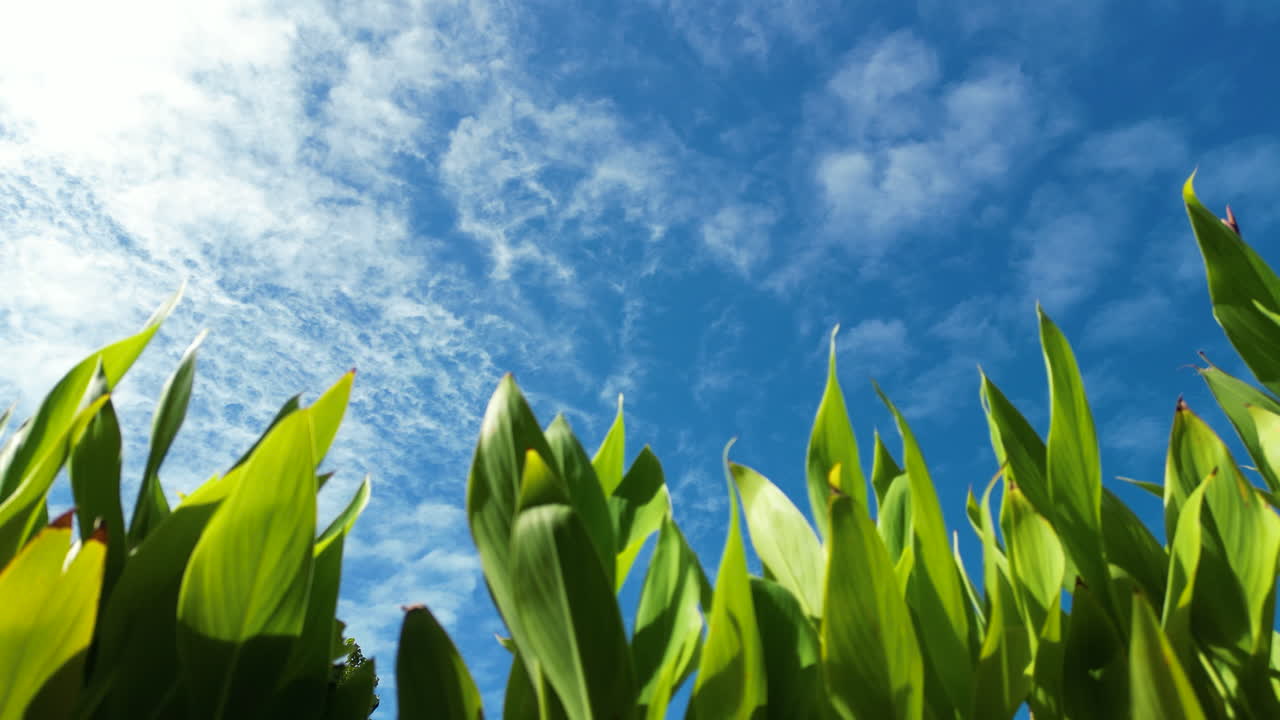 열대 빛과 행복, koh phangan, 태국