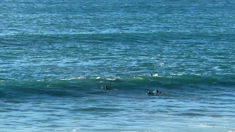 Delfine-Schwimmen-Und-Springen-Mit-Surfern-In-Den-Wellen