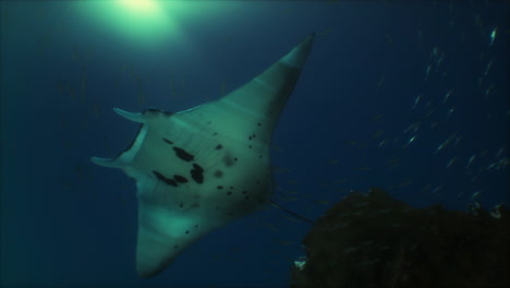 manta ray swimming in a coral reef