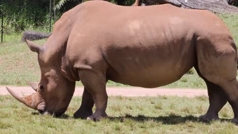 a rhinoceros feeds on grass in a sunny field