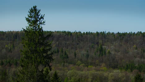árbol de pino alto cerca de un valle forestal