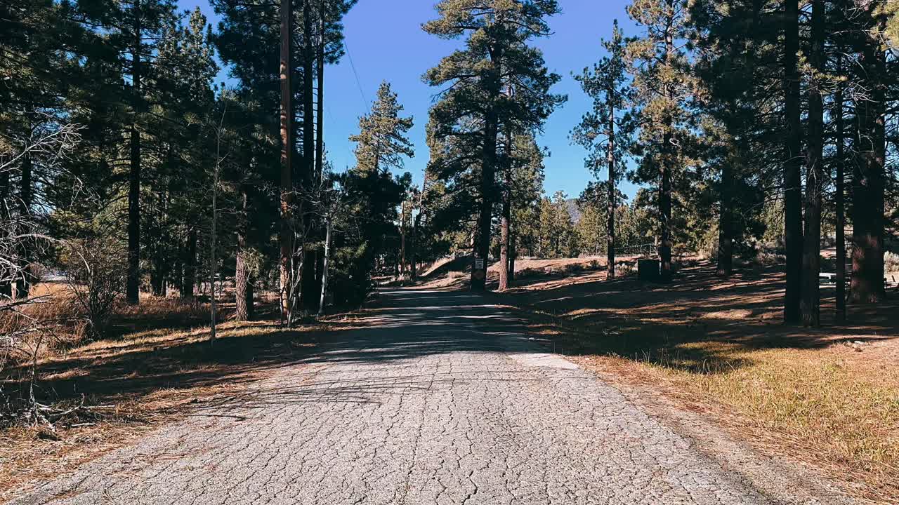 camino de campo a través de un bosque de pinos