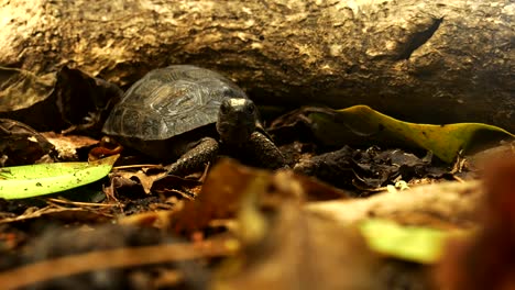 young tortoise surrounded by leaves and large fallen branches