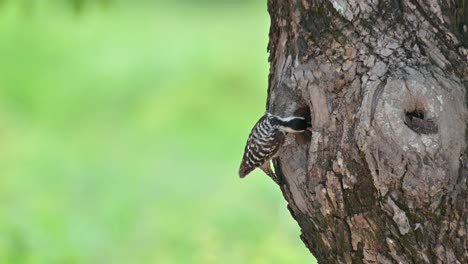 going down the tree as it goes to its nest to feed then flies away, a male arrives to bring a grub then also flies to the right, speckle-breasted woodpecker dendropicos poecilolaemus, thailand