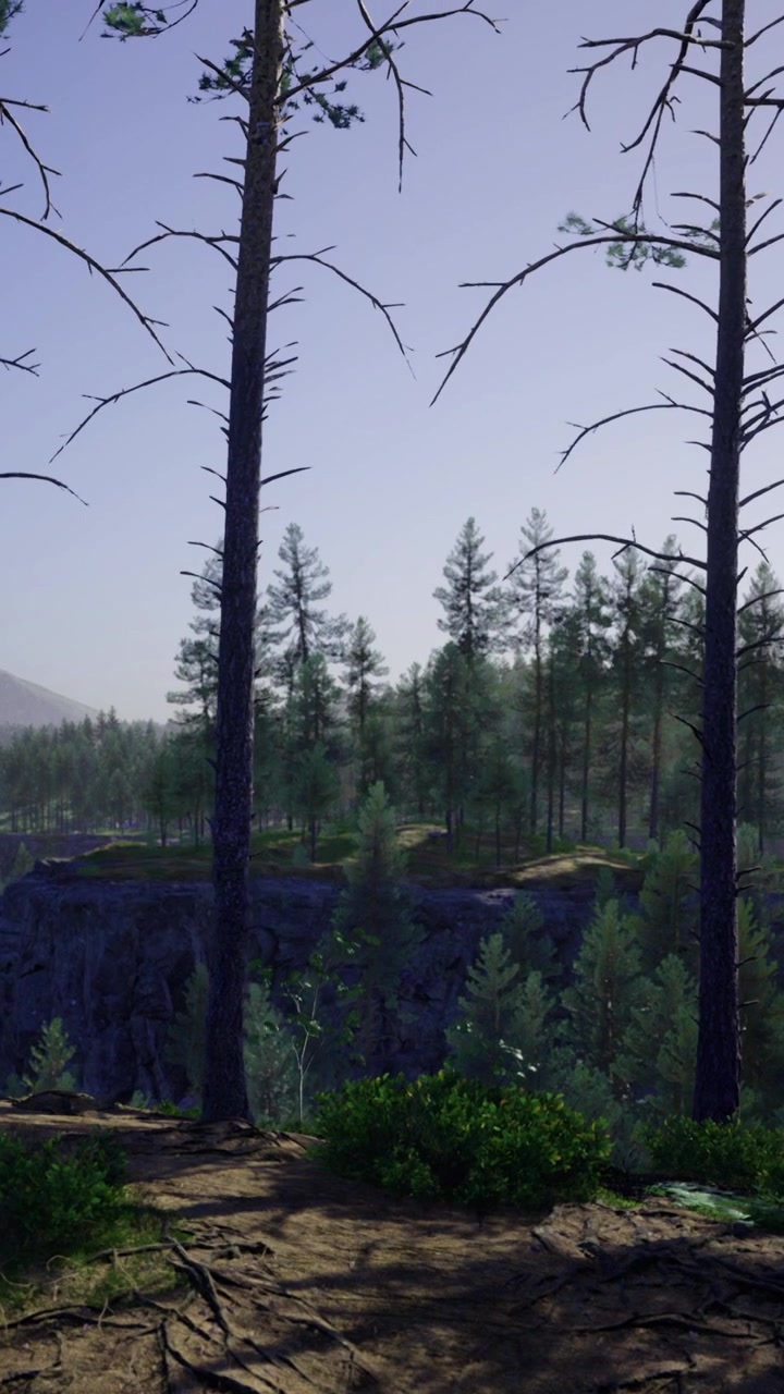 Scena boschiva con alberi alti e piante verdi in un ambiente naturale.
