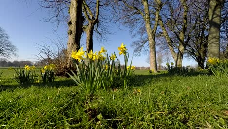 narcisos a la luz del sol y soplando en el viento