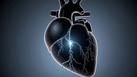 3d model of human heart with conduction system