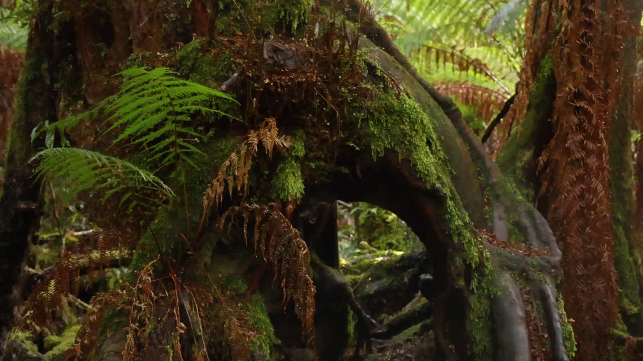 Moss-covered tree with ferns in forest
