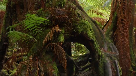 moss-covered tree with ferns in forest