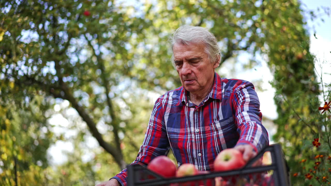Focused man working in the garden. Farmer sorts the red ripe apples picked from trees. Man sells the organic fruit.