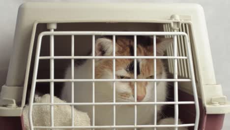 calico tortoiseshell cat in a cat carrier observing surroundings wide shot