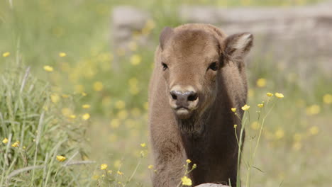 Frontal-telephoto-shot-of-cute-European-bison-calf-in-meadow-basking-in-sun