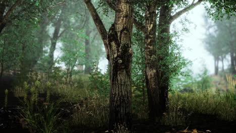 Bosque-De-Ensueño-Oscuro-Con-Niebla