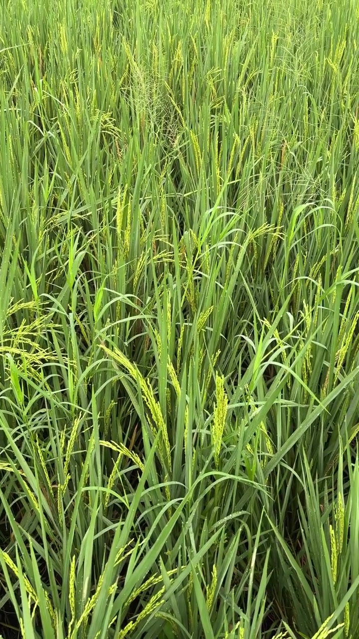 Campo di riso di un verde vivace con giovani chicchi e goccioline d'acqua