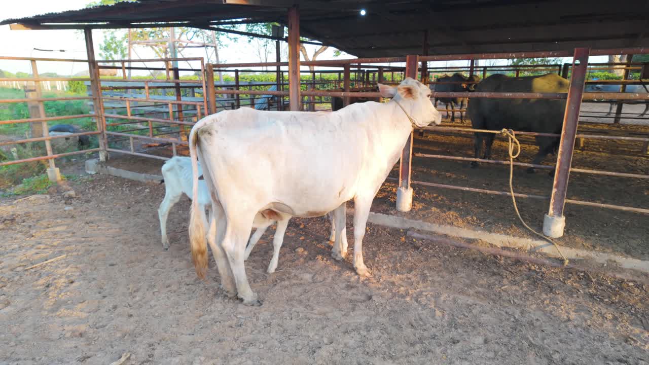 Un vitello trova la madre mucca per allattarsi, un'immagine toccante e naturale