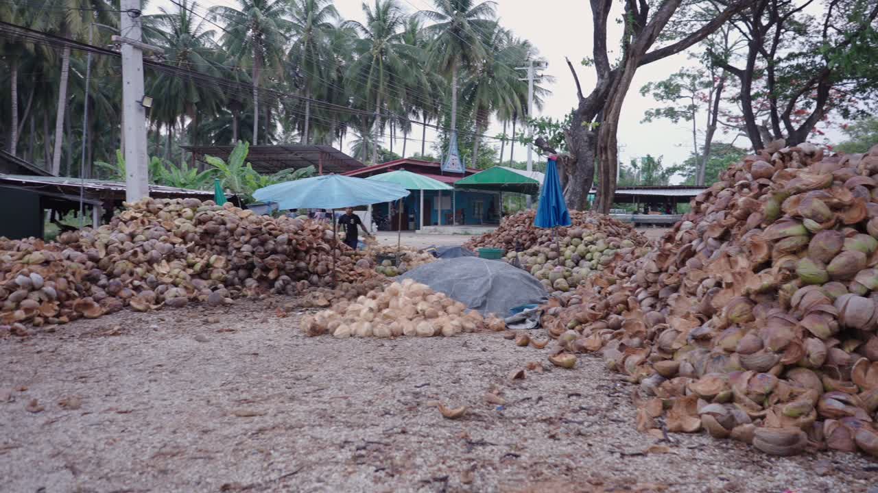 Large outdoor area for coconut processing with huge piles of husks and coconuts, featuring workers and umbrellas amidst palm trees