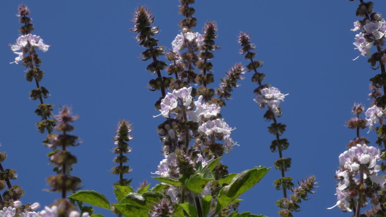 Bienen auf blühenden Basilikumstängeln vor blauem Himmel. Nahaufnahme