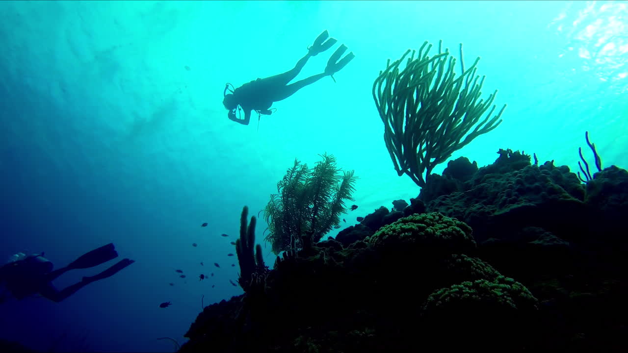 un grupo de buzos explorando el arrecife