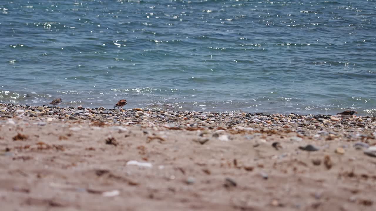 해안 근처의 도요새 떼