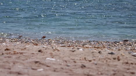 bandada de playeros cerca de la orilla