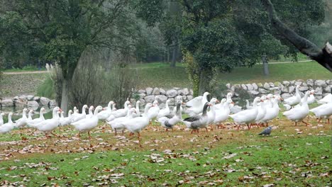 una bandada de gees paseando por un lugar natural