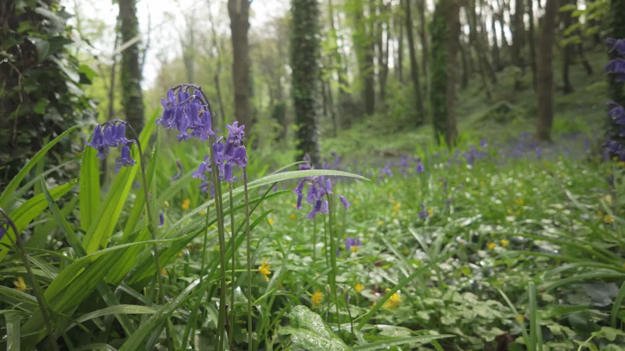 Slow motion, low-angle view of vibrant bluebells blooming on a green forest floor. Tree trunks, fresh foliage, and soft light capture the essence of spring woodland.