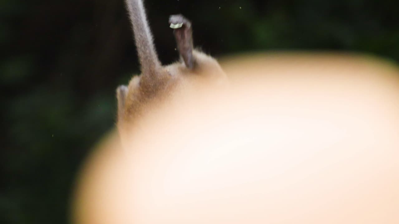 아오  해변의 나무에서 놀고 있는 원이