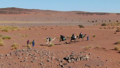 caravan of moroccan bedouins and camels or dromedaries in morocco desert