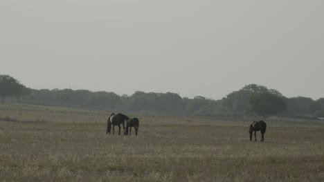 Caballos-De-Pastoreo-Libres-Y-Cría-En-La-Llanura-Italiana-De-Puglia-Al-Atardecer