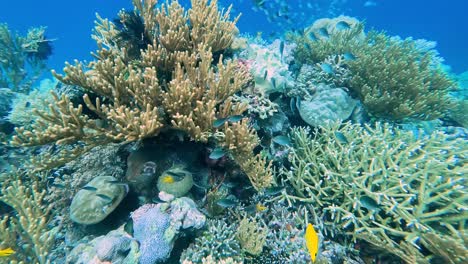 Amazing-underwater-ocean-landscape-of-beautiful-coral-reef-and-masses-of-shoaling-damsel-and-bright,-colourful-tropical-fish-at-Atauro-Island,-Timor-Leste,-South-East-Asia