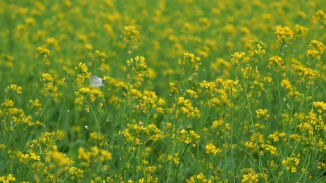 Hermosa-Mariposa-Blanca-De-Repollo-Polinizando-Las-Flores-De-Colza-Amarillas-Doradas,-Balanceándose-Con-La-Brisa,-Primer-Plano-Mostrando-La-Belleza-De-La-Naturaleza