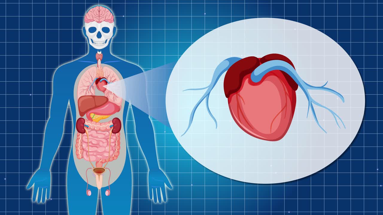 Animation explores human anatomy, zooming into the heart. Blue grid background, detailed organ illustration, smooth transitions
