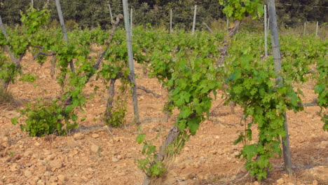 Detail-of-new-strains-in-vineyard-grape