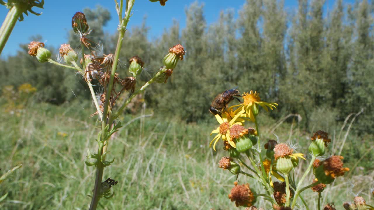 vuela sobre las flores en un campo