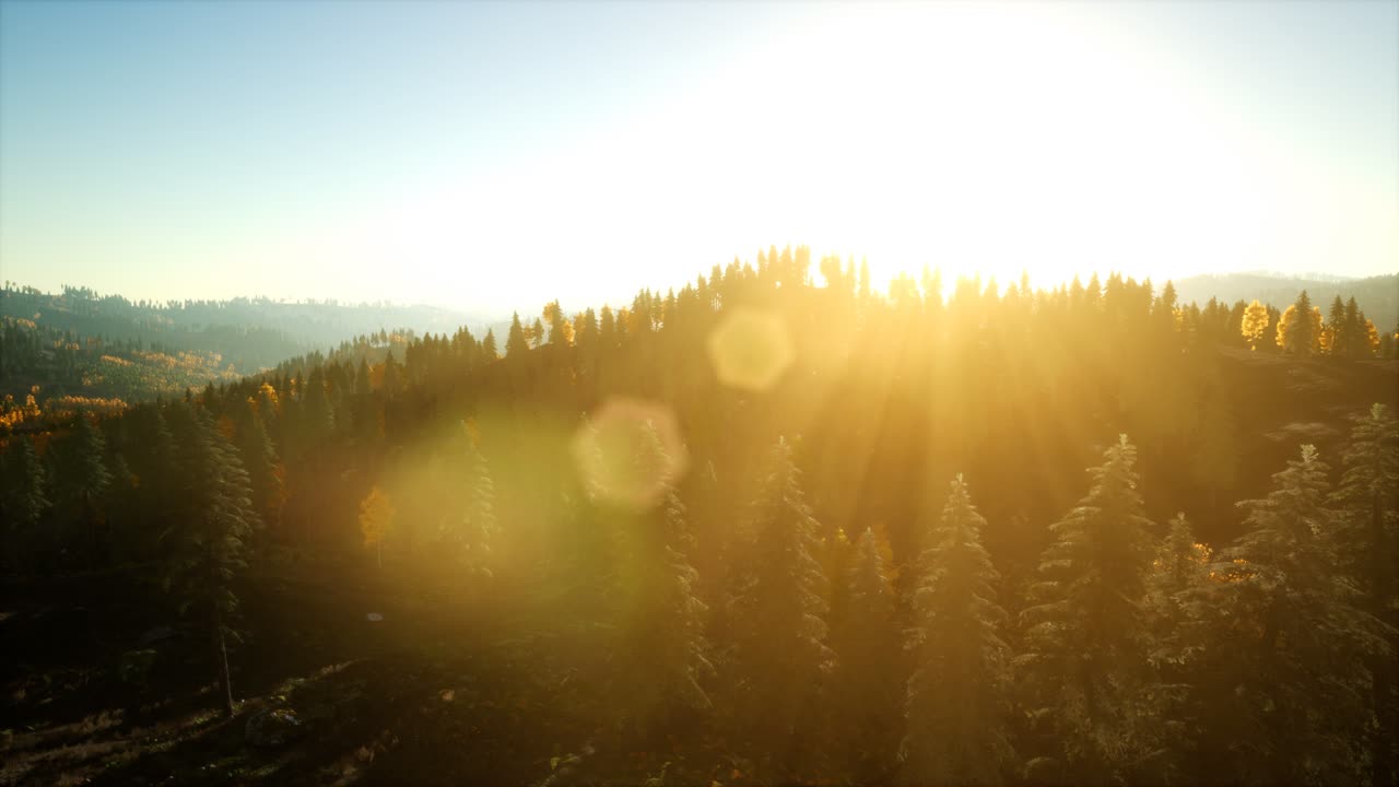녹색 소나무 와 함께 해가 지는 아름다운 가을 숲 의 공중 전망